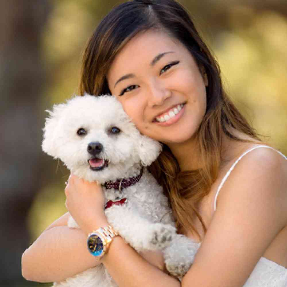 Maltipoo Puppies for Sale image