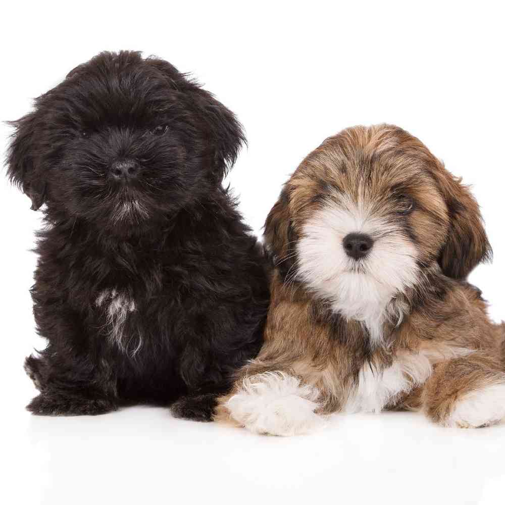 Lhasa Apso Puppies for Sale image