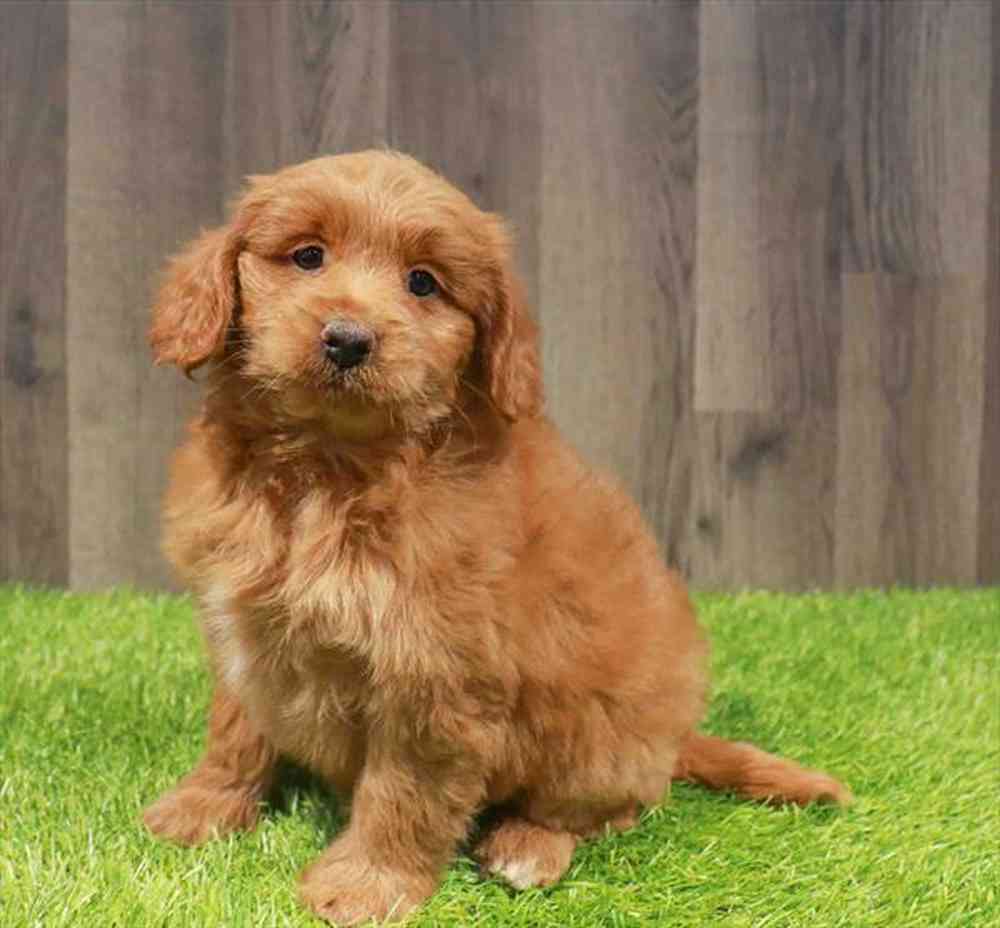 Mini Goldendoodle 2nd Gen image
