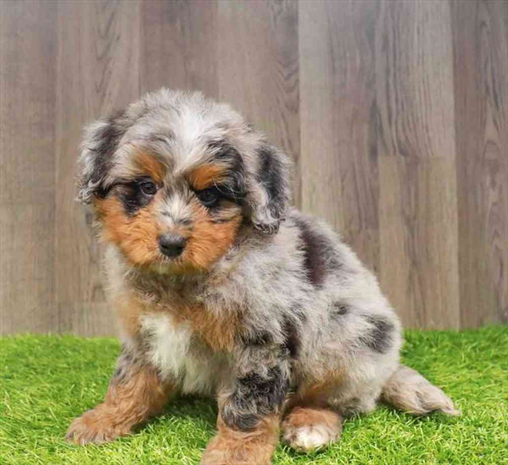 Mini Bernedoodle image