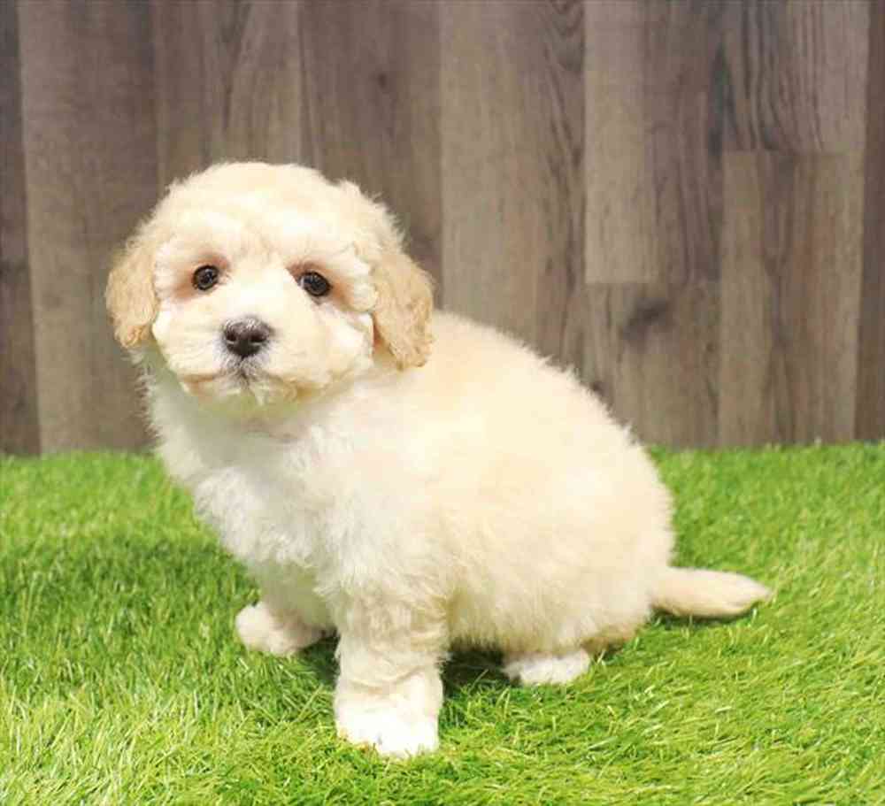 Bichapoo image