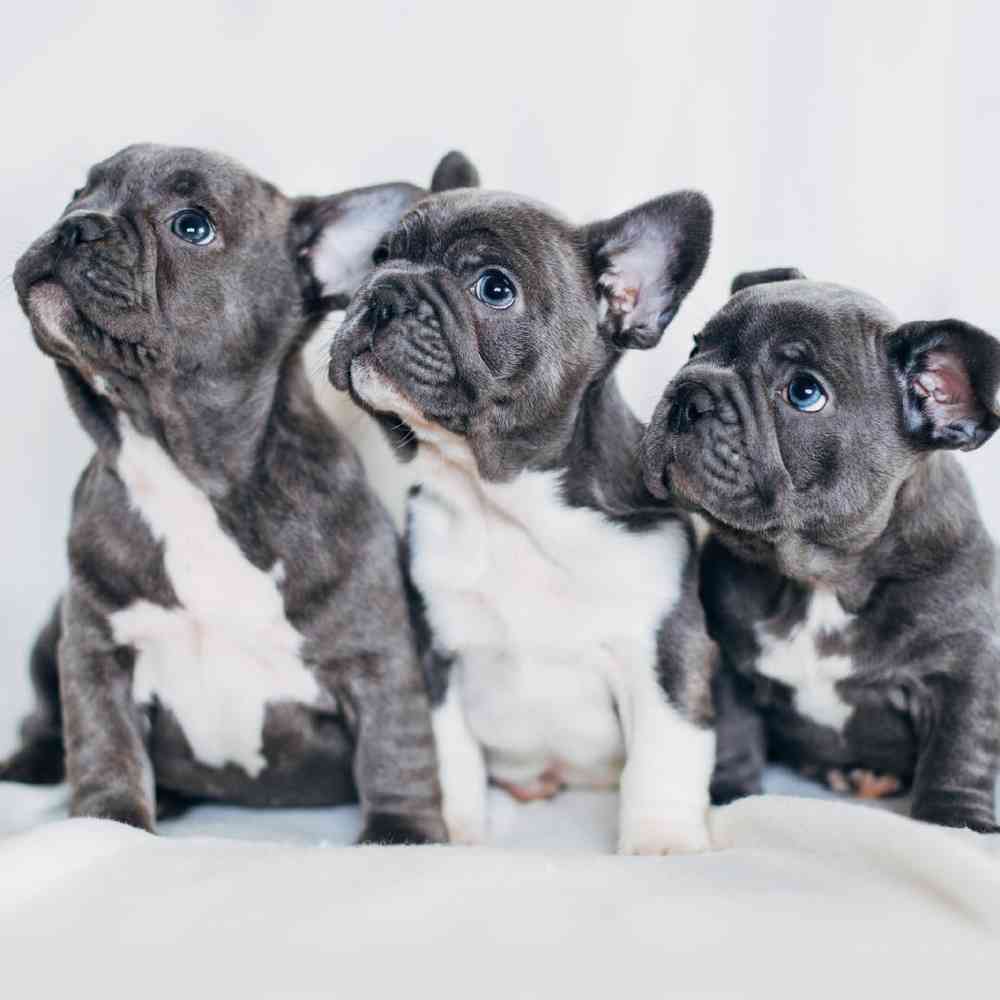 French Bulldog Puppies for Sale image