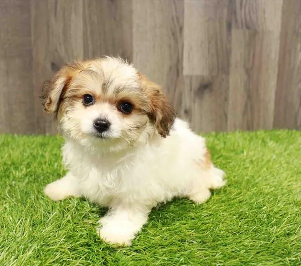 Papichon image