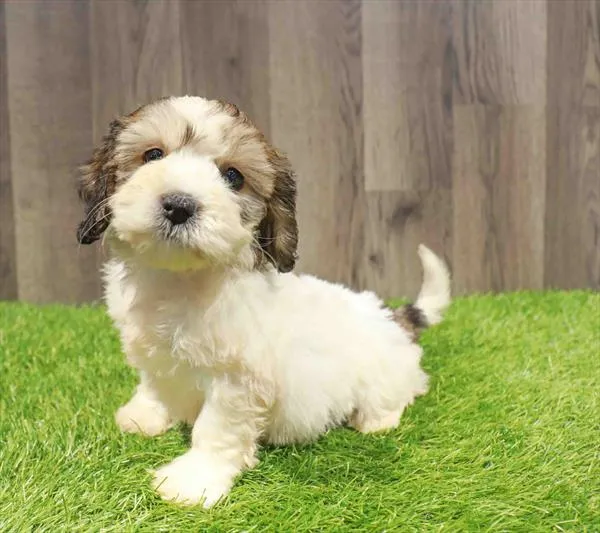 3517_251418-05_96417-1_54197b2a-9b24-453e-949d-9ca55140d454.jpg image